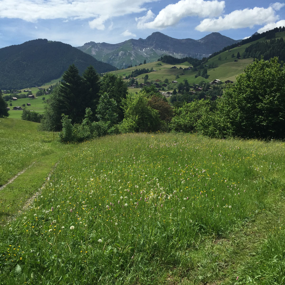 Chalet project opportunity,ROUGEMONT, REF: 059 – RARE SKI-IN-SKI-OUT OPPORTUNITY